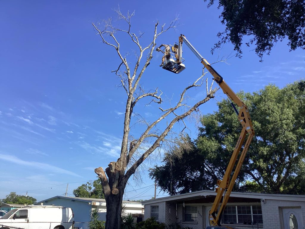 tree service apopka fl